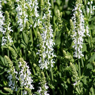 SommerGartensalbei STARKL